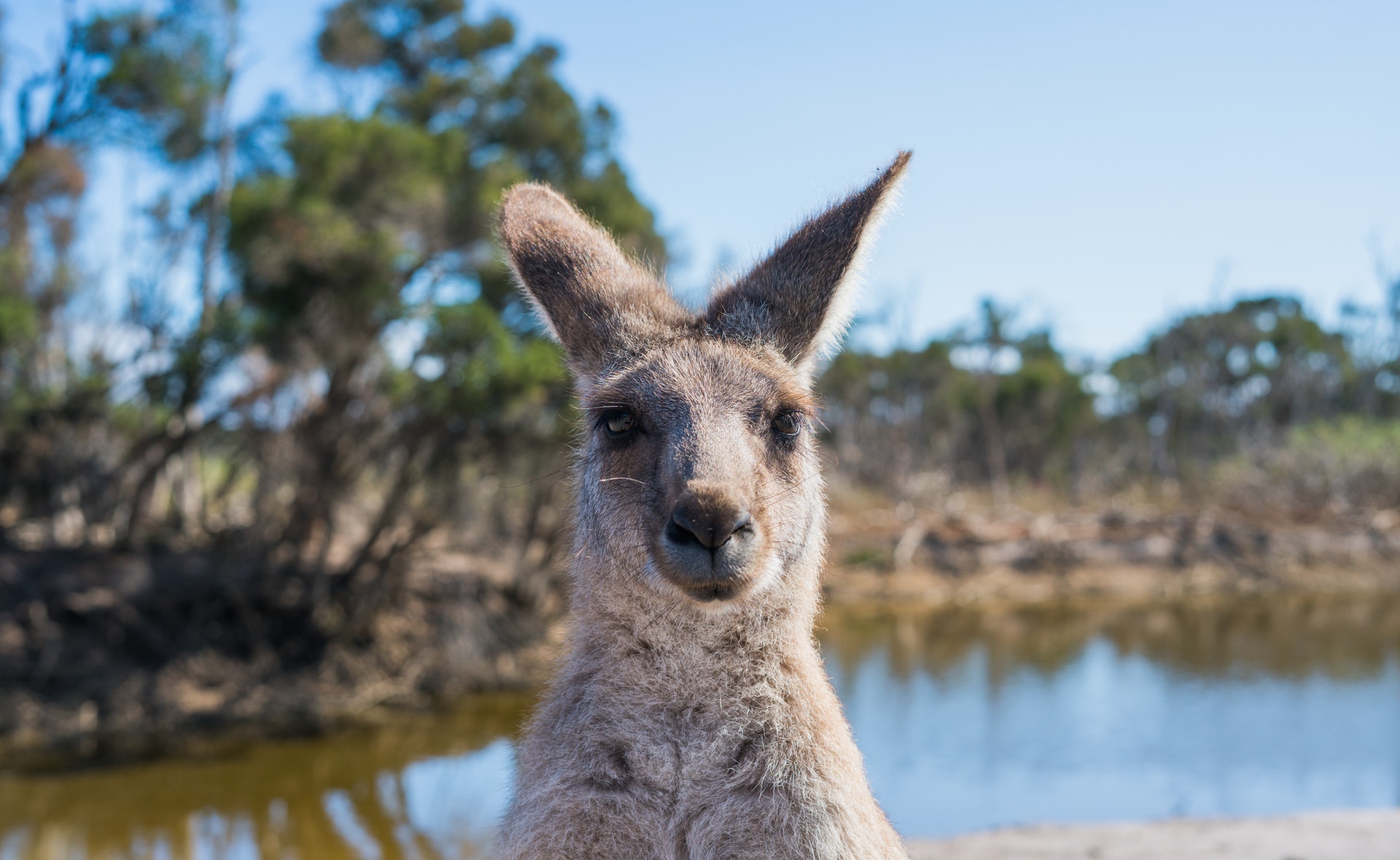 Where to see animals in the wild in Australia