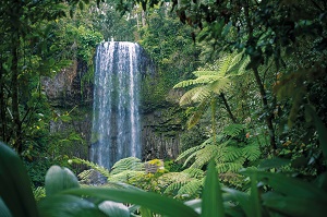 Top 5 Waterfalls in the Atherton Tablelands