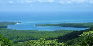 Tour of the Week: 1 Day Cape Tribulation & Daintree Tour $145