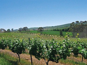 Top 5 Australian Wine Regions