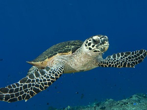 Tour of the Week: 3 Day Great Barrier Reef Liveaboard $660
