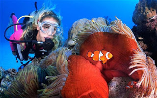 Tour of the Week: Great Barrier Reef Tour $115