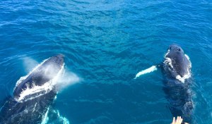 Where you can see Humpback Whales on Fraser Island?
