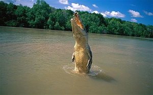 Tour of the Week: Jumping Crocodile Cruise from Darwin $99