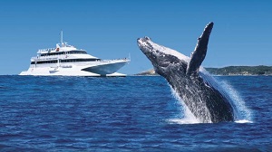 Tour of the Week: 1-Day Moreton Island Tour with Dolphin Viewing